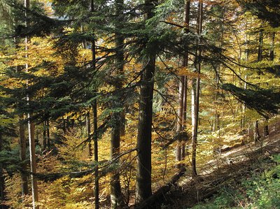 Foresta di abete e faggio a MÃ¼enstertal (Svizzera)