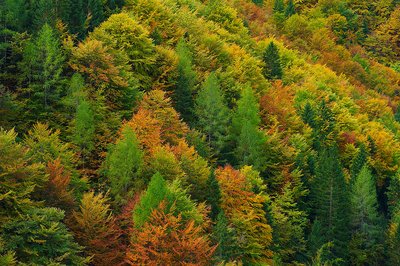 Foresta mista di conifere e latifoglie in Val Raccolana, Friuli Venezia Giulia (foto Dario Di Gallo, Corpo forestale FVG)