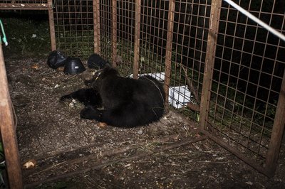 L'orso sotto narcotico e monitoraggio parametri vitali