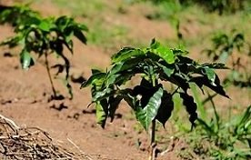 Giovani piante di caffè arabica (foto Bram de Hoog)