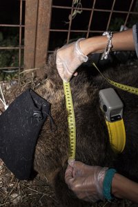 Misurazione della testa dell'orso