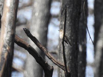 Pigliamosche comune (uccellino passeriforme) - Muscicapa striata (foto Domen Stanič)