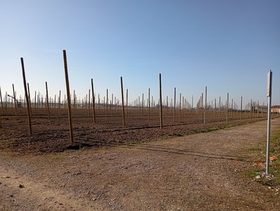 Frutteto a Persereano
