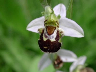 L’orchidea Ophrys apifera