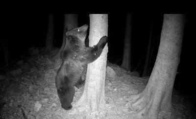 L'orso Francesco in una zona tra Sauris e Ampezzo