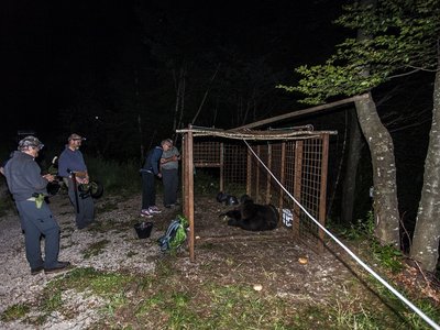 Gruppo di cattura e orso sotto monitoraggio