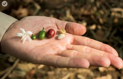 4 Il ciclo vitale di una ciliegia di caffè Arabica, dal fiore al seme (foto Julio Diaz per World Coffee Research)
