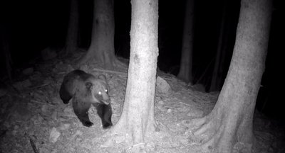L'orso Francesco