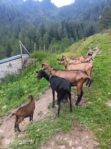 Allevamenti