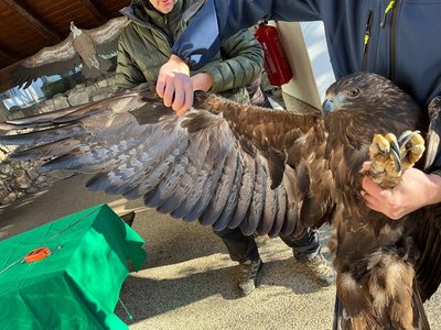 La colorazione e la forma del piumaggio delle aquile permette di stabilire la classe di età nelle aquile reali e nei grandi rapaci