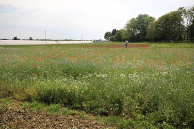 Alcune immagini dei terreni dell'Azienda agraria "A. Servadei"