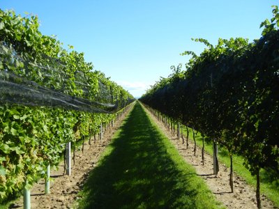 I vitigni resistenti alle malattie coltivati dai Vivai Cooperativi Rauscedo a Fossalon di Grado