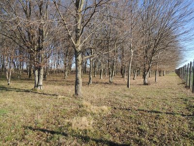 Il bosco