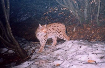 Lince