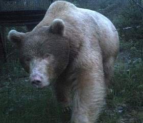 L'orso Francesco