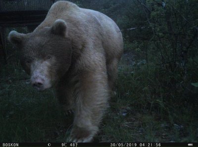 L'orso Francesco