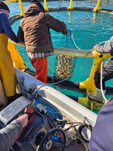 Maricoltura integrata, attività nell'impianto di Mattinata