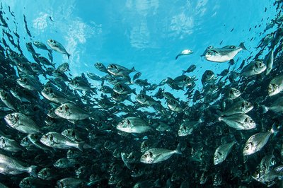 L'allevamento di Gallipoli