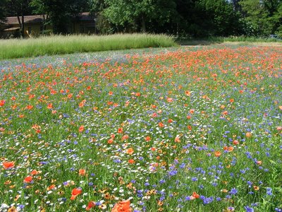 Prato fiorito (SemeNostrum)