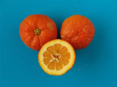 Arancio amaro a calice ingrossato