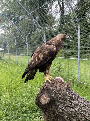 Aquila nel tunnel di volo per la riabilitazione