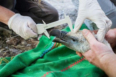 Giugno 2019, cattura e studio di otto grifoni nella Riserva di Cornino per salvaguardare la specie in estinzione