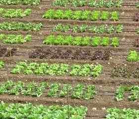 orti_ateneo.width-300