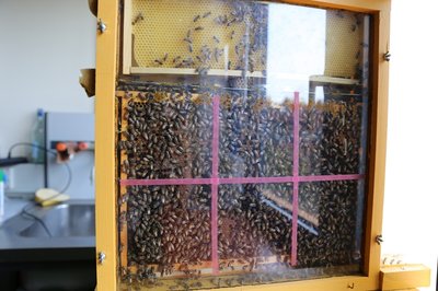 Sala delle api nel Polo scientifico dei Rizzi