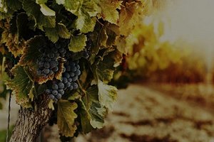 stato-di-idratazione-e-di-sofferenza-delle-fo.width-1500